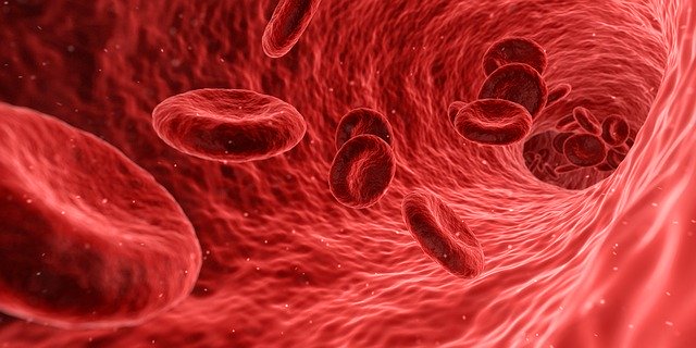 červené krvinky v krvi.jpg